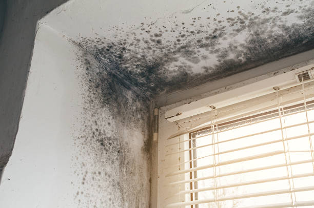 Affordable Black Mold Remediation solutions in Cameron, NC